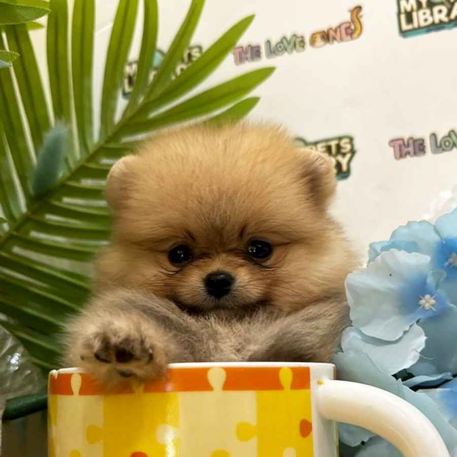 Tiny Teacup Pomeranian Puppy (Female) For Sale