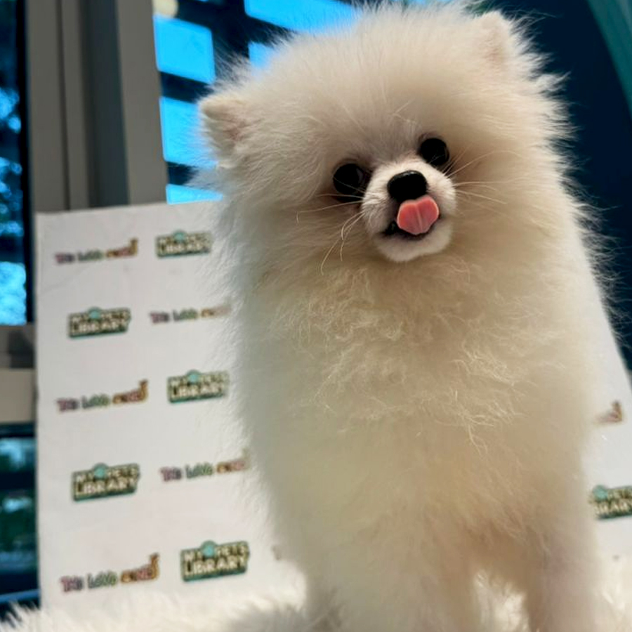Tiny Pomeranian Puppy (Male) For Sale