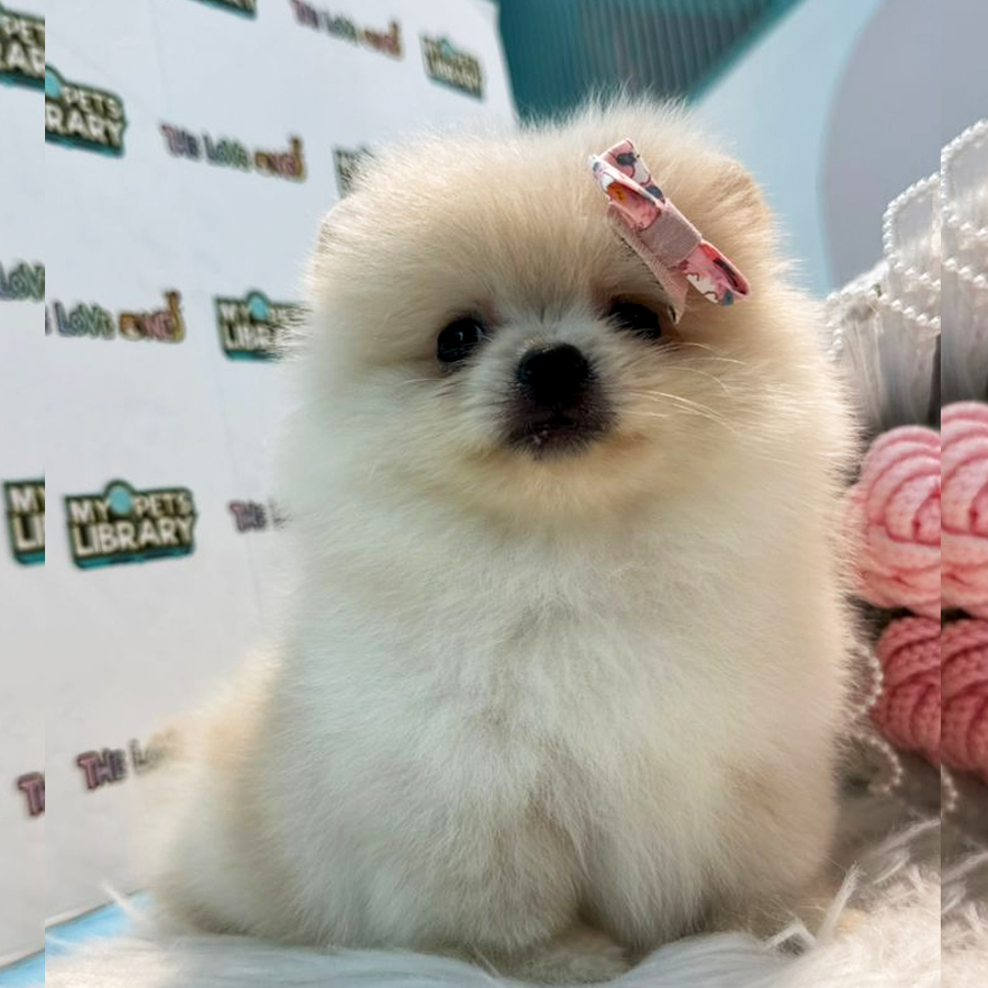 Tiny Pomeranian Puppy (Female) For Sale