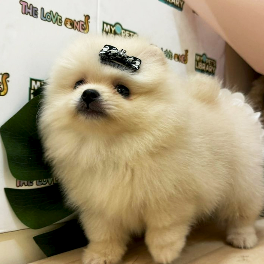 Tiny Pomeranian Puppy (Female) For Sale