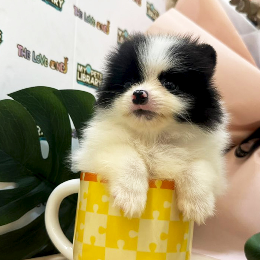 Tiny Teacup Pomeranian Puppy (Female) For Sale