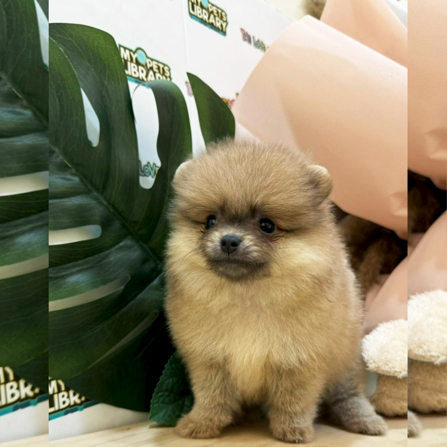 Tiny Teacup Pomeranian Puppy (Female) For Sale