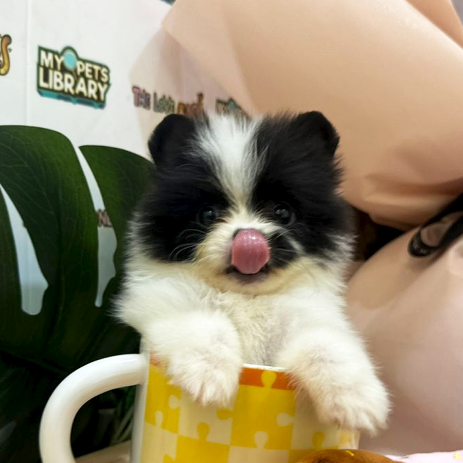 Tiny Teacup Pomeranian Puppy (Female) For Sale