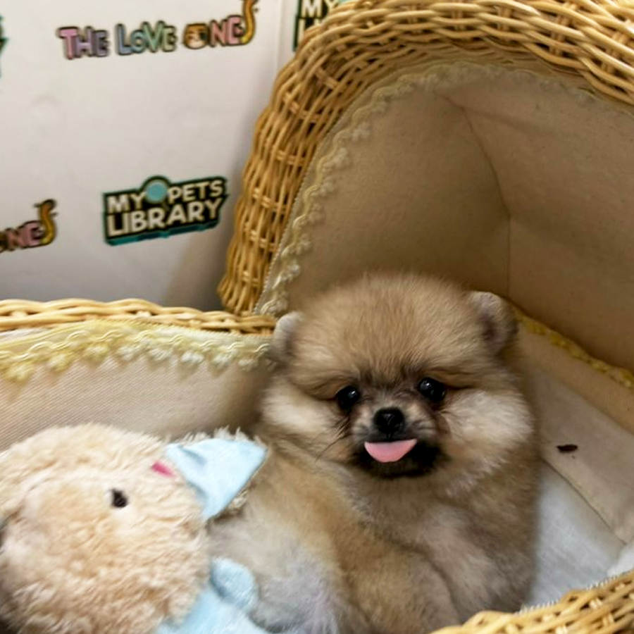 Tiny Teacup Pomeranian Puppy (Female) For Sale