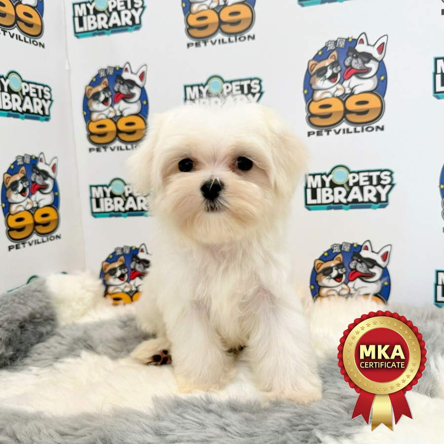 MKA Tiny Maltese Puppy (Male) For Sale