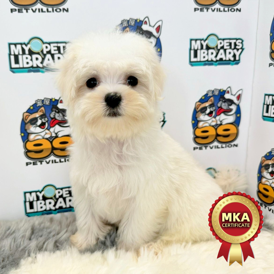MKA Tiny Maltese Puppy (Male) For Sale