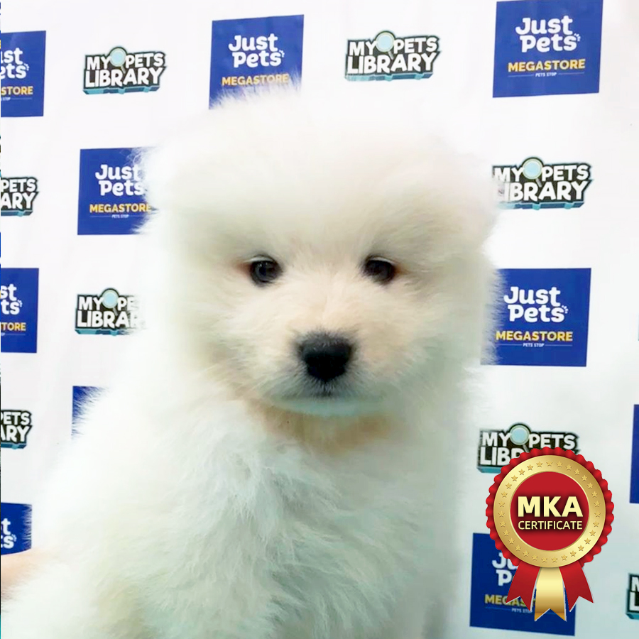 MKA Samoyed Puppy (Male) For Sale