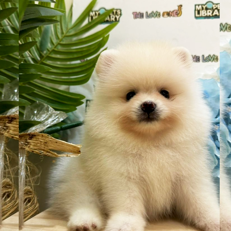Tiny Pomeranian Puppy (Male) For Sale