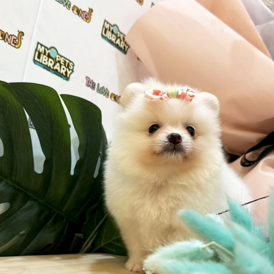 Tiny Pomeranian Puppy (Male) For Sale