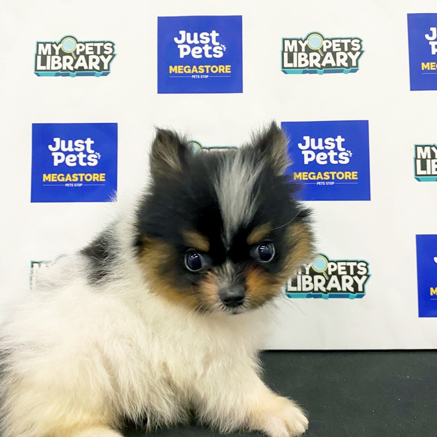 Pomeranian Puppy (Male) For Sale