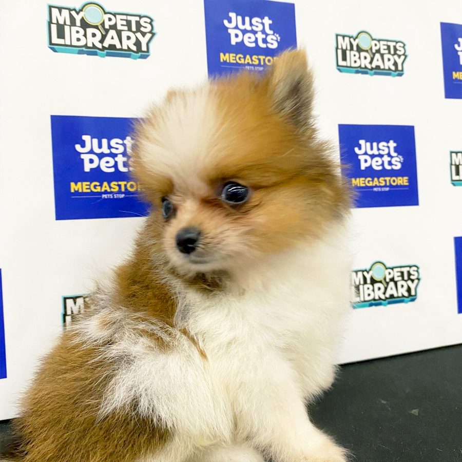 Pomeranian Puppy (Male) For Sale
