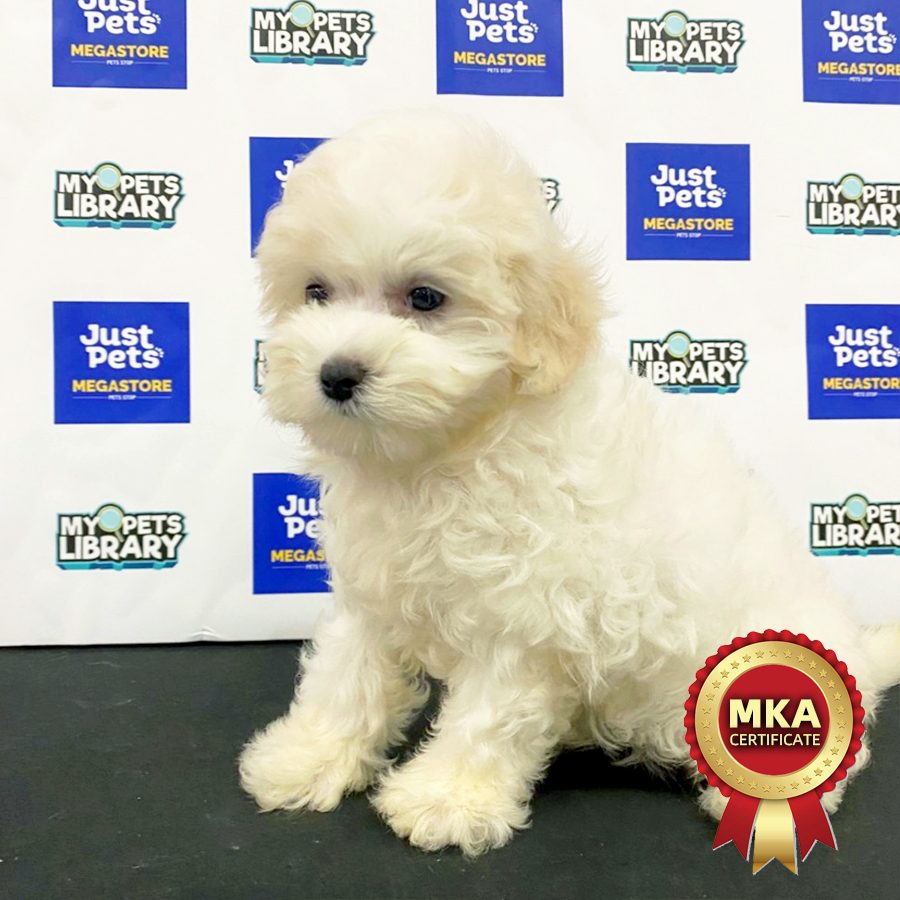 MKA Maltese Puppy (Male) For Sale