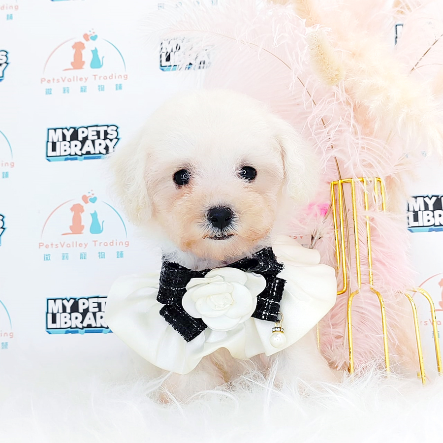 Maltipoo Puppy (Female) For Sale