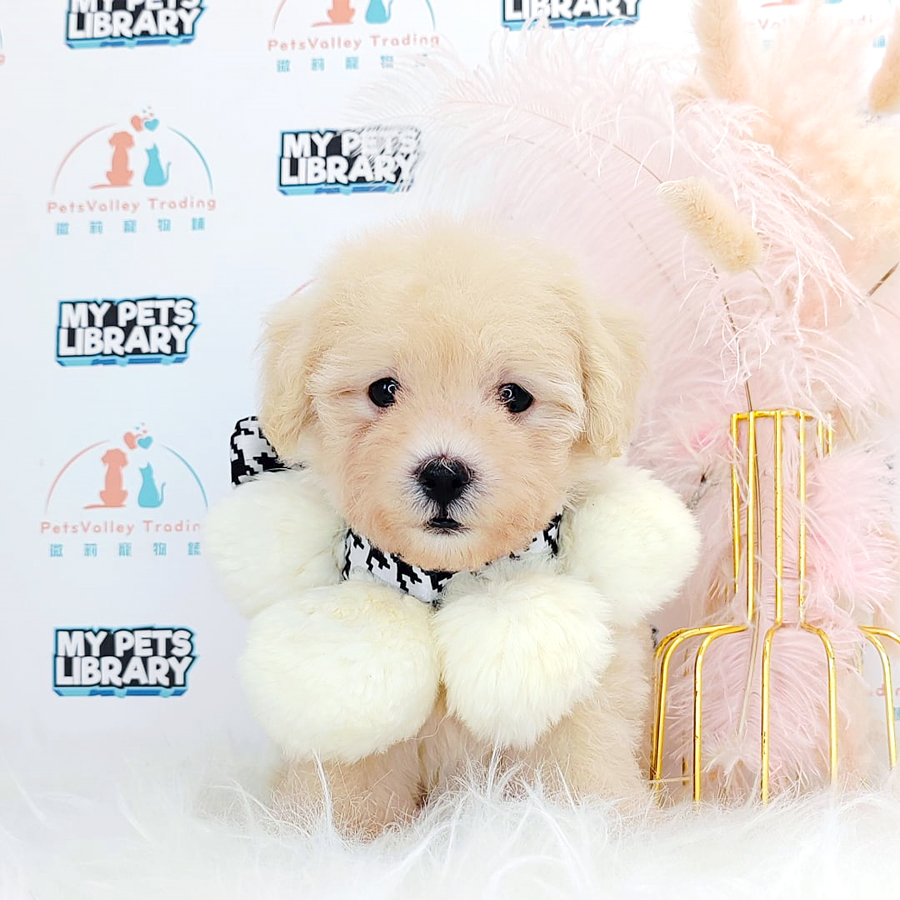 Toy Poodle Puppy (Male) For Sale