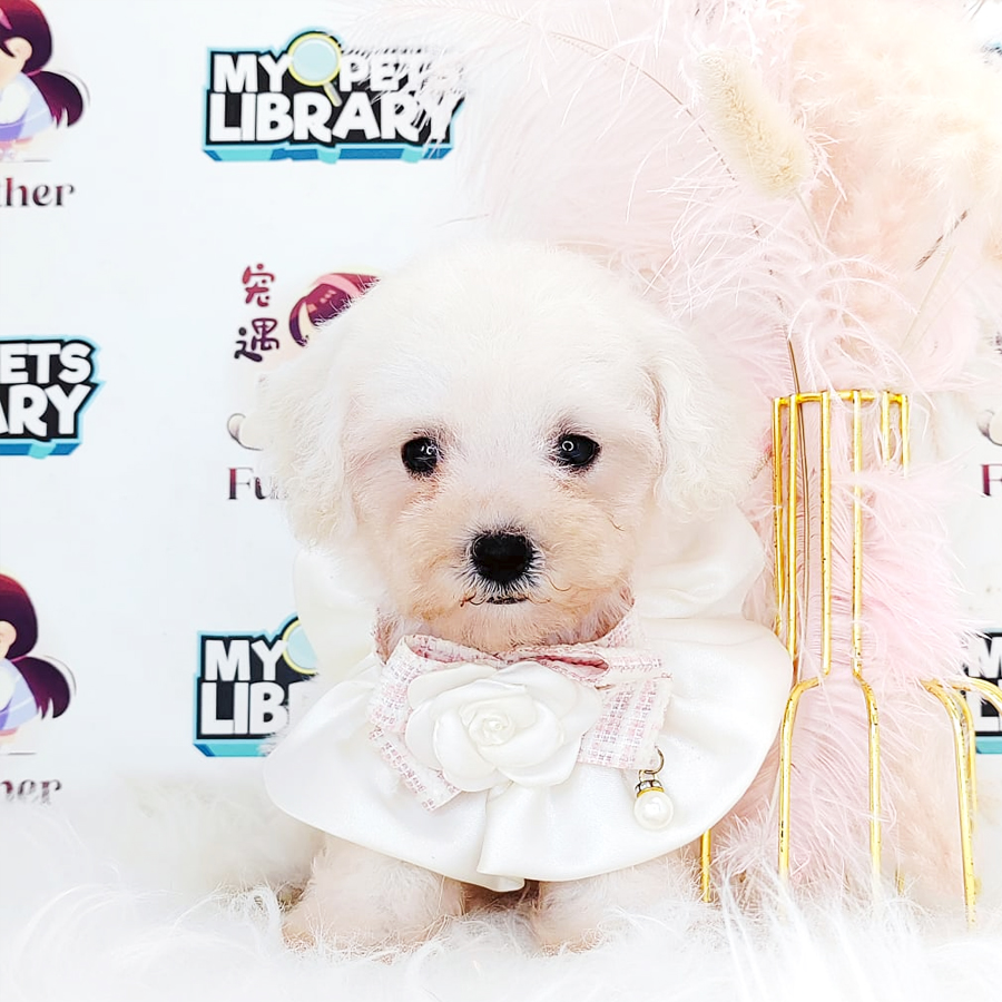 Maltipoo Puppy (Female) For Sale