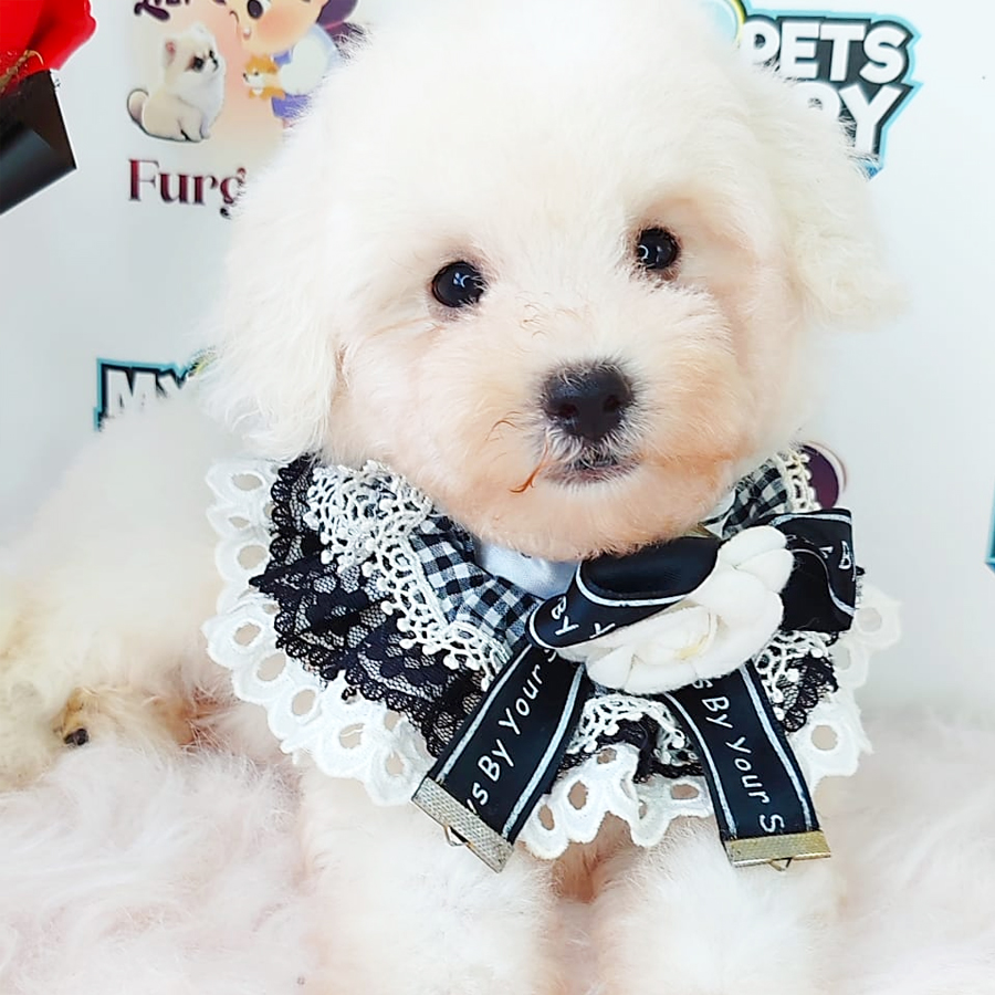 Poodle Puppy (Male) For Sale
