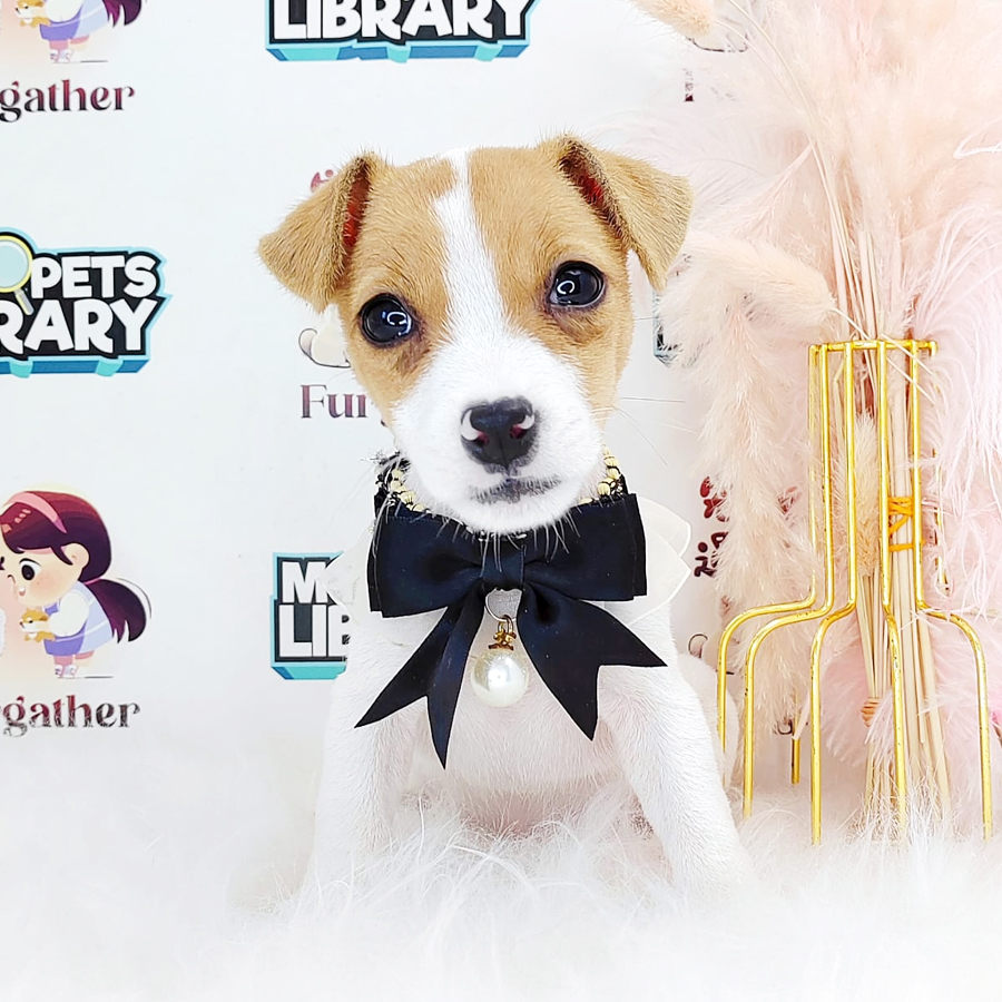 Jack Russell Terrier Puppy (Female) For Sale