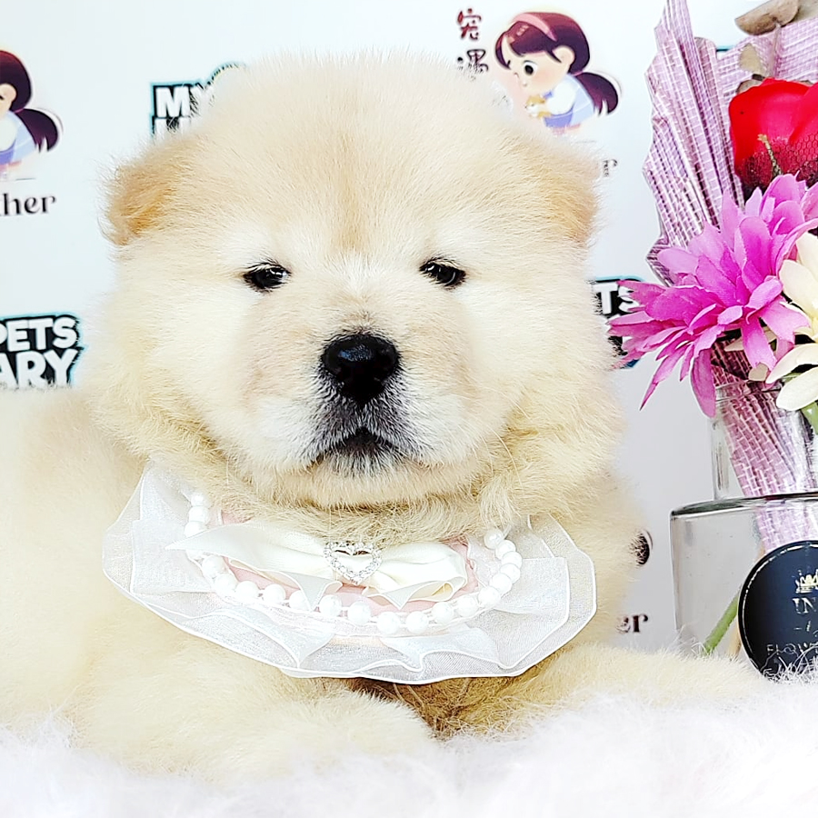 Chow Chow Puppy (Female) For Sale