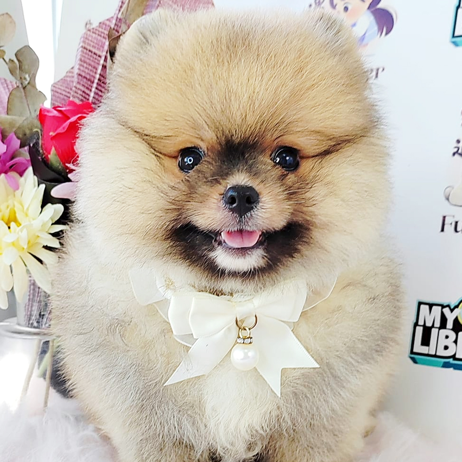 Tiny Pomeranian Puppy (Male) For Sale