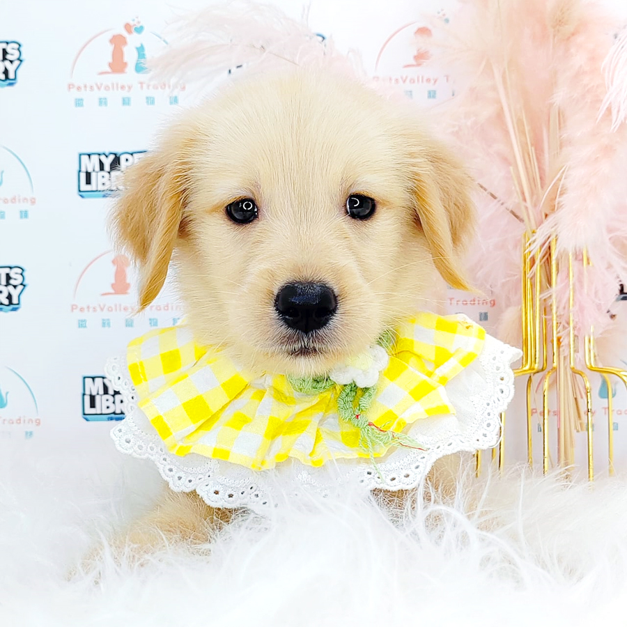 Golden Retriever Puppy (Female) For Sale