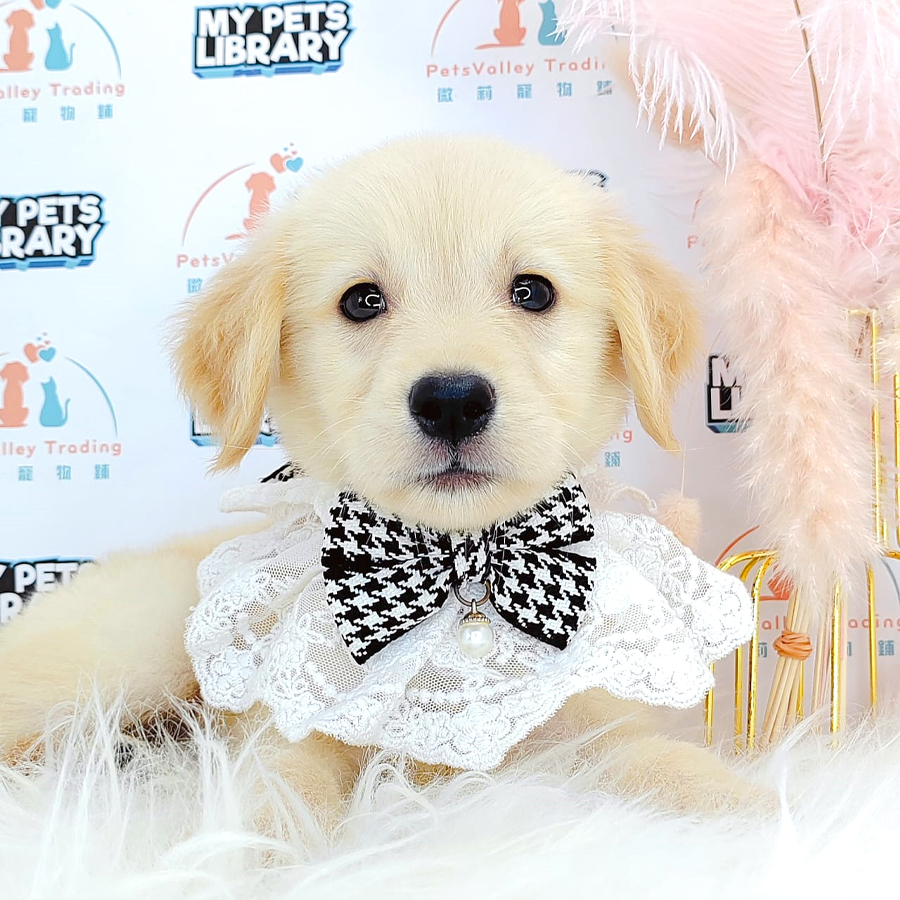 Golden Retriever Puppy (Female) For Sale