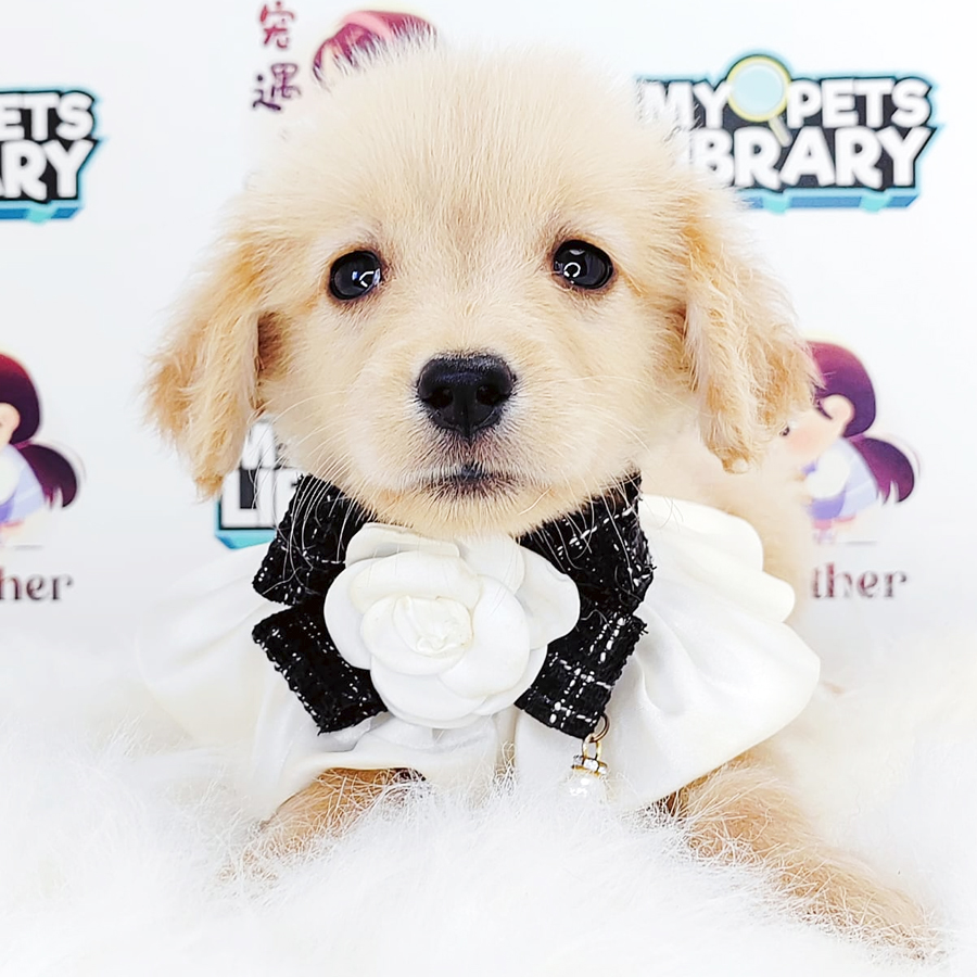 Golden Retriever Puppy (Female) For Sale
