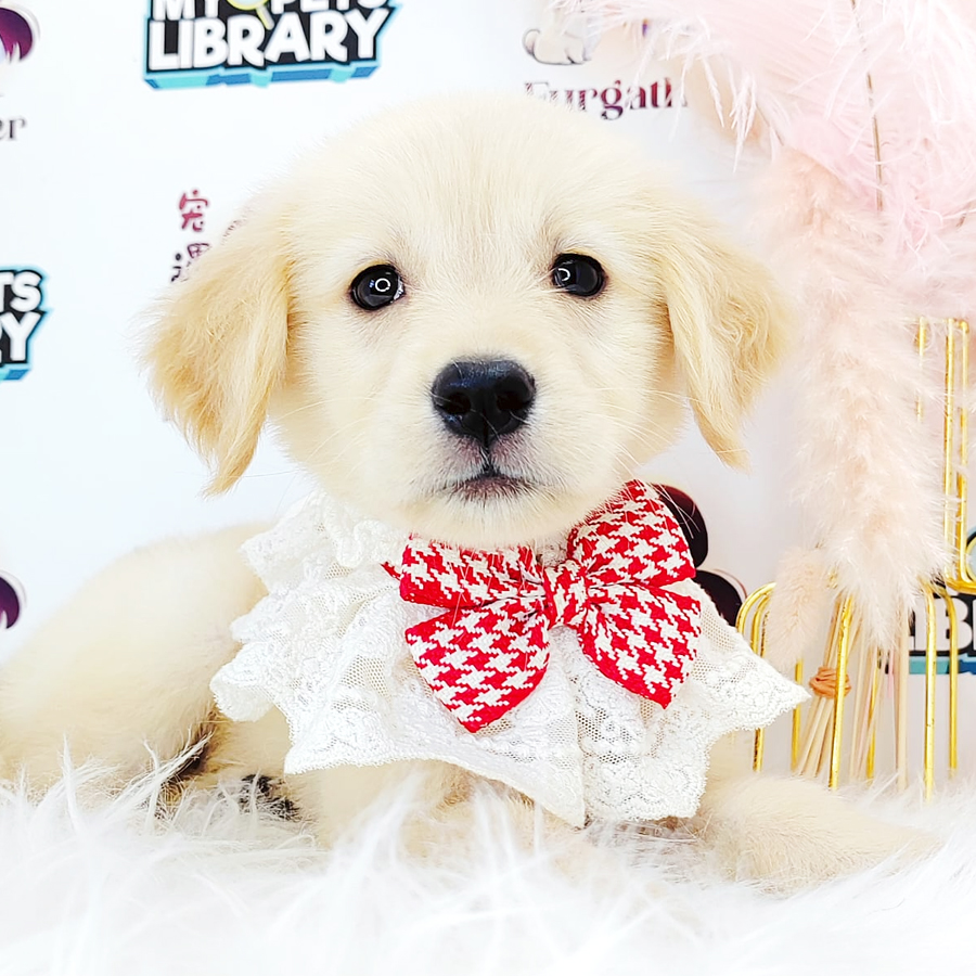 Golden Retriever Puppy (Female) For Sale