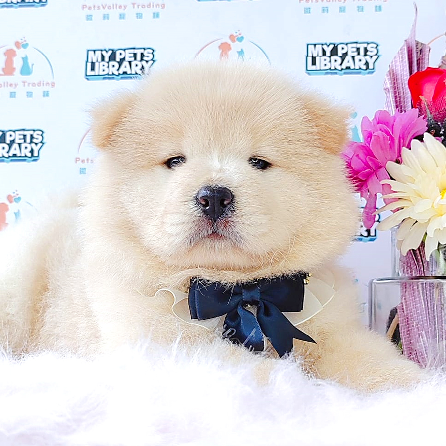 Chow Chow Puppy (Female) For Sale