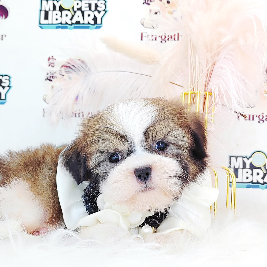 Shih Tzu Puppy (Male) For Sale