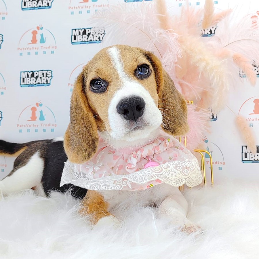 Beagle Puppy (Female) For Sale