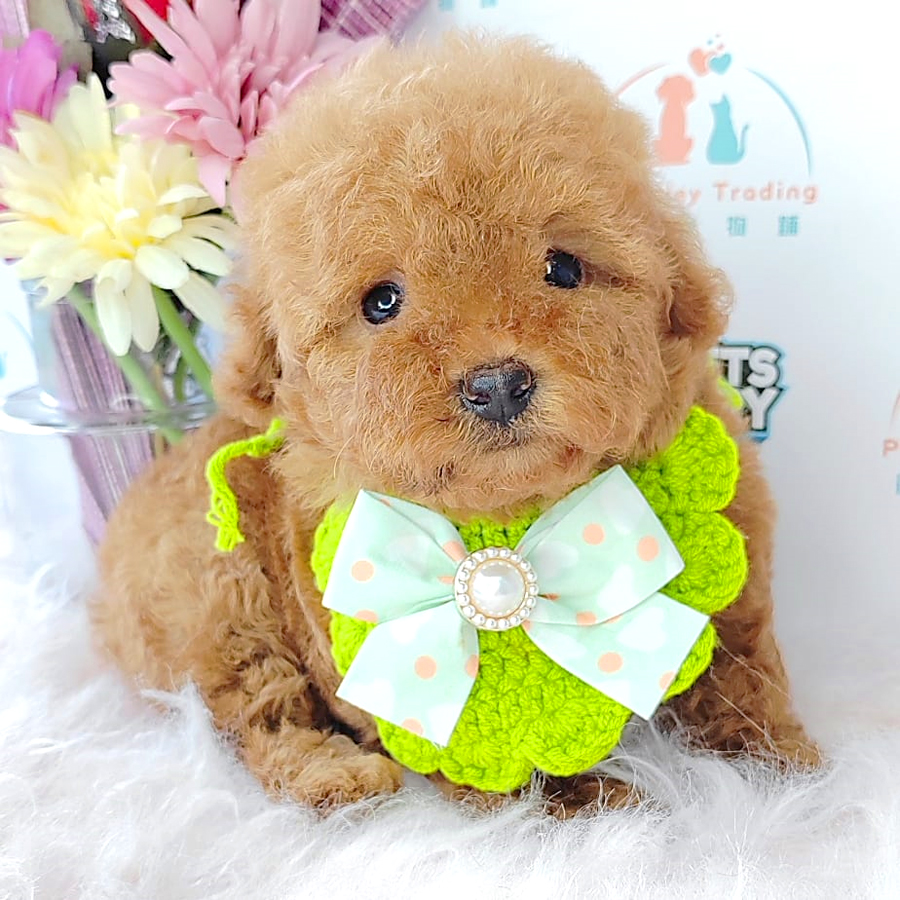 Tiny Poodle Puppy (Female) For Sale