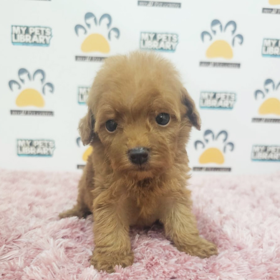 Tiny Poodle Puppy (Female) For Sale