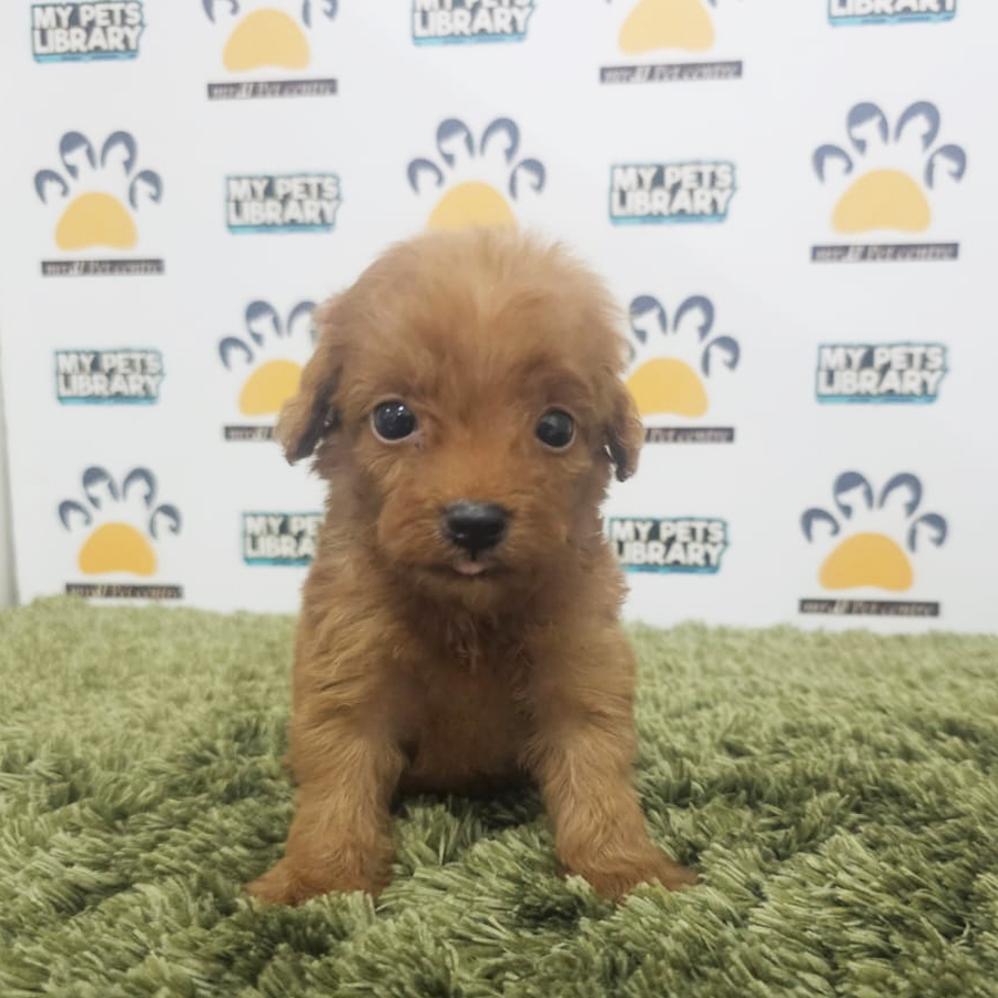 Tiny Poodle Puppy (Male) For Sale