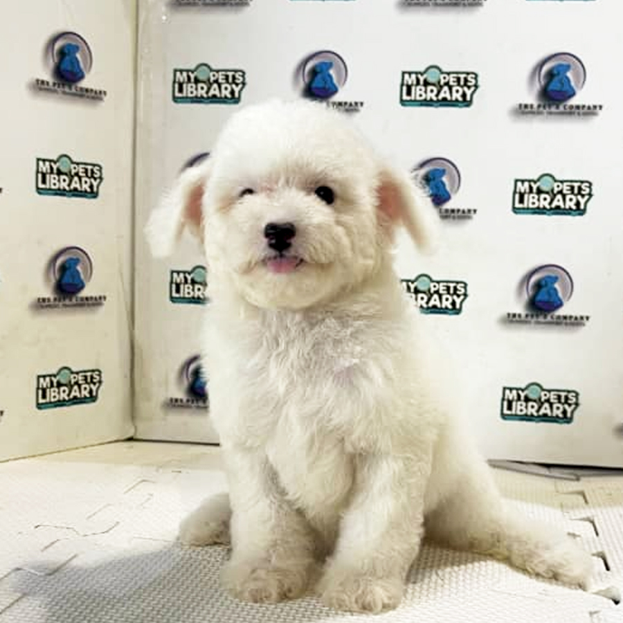 Poodle Puppy (Female) For Sale