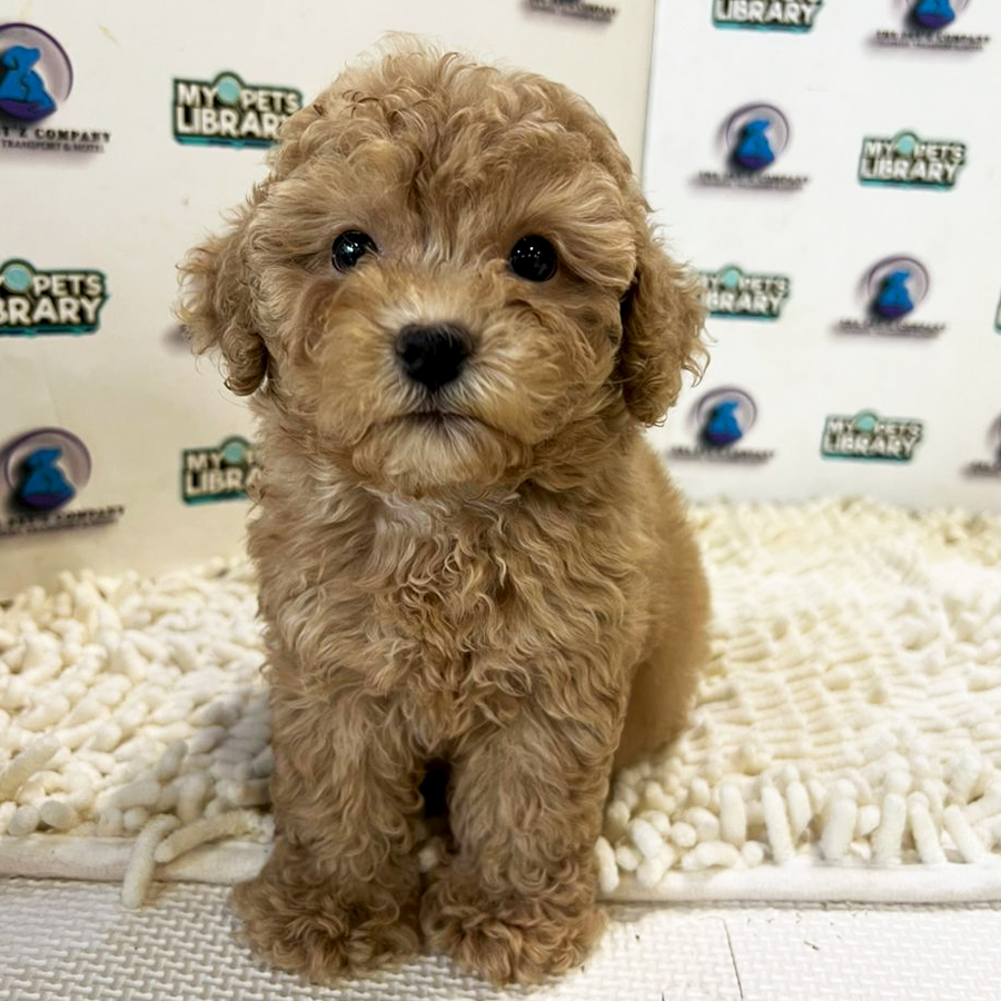 Poodle Puppy (Female) For Sale