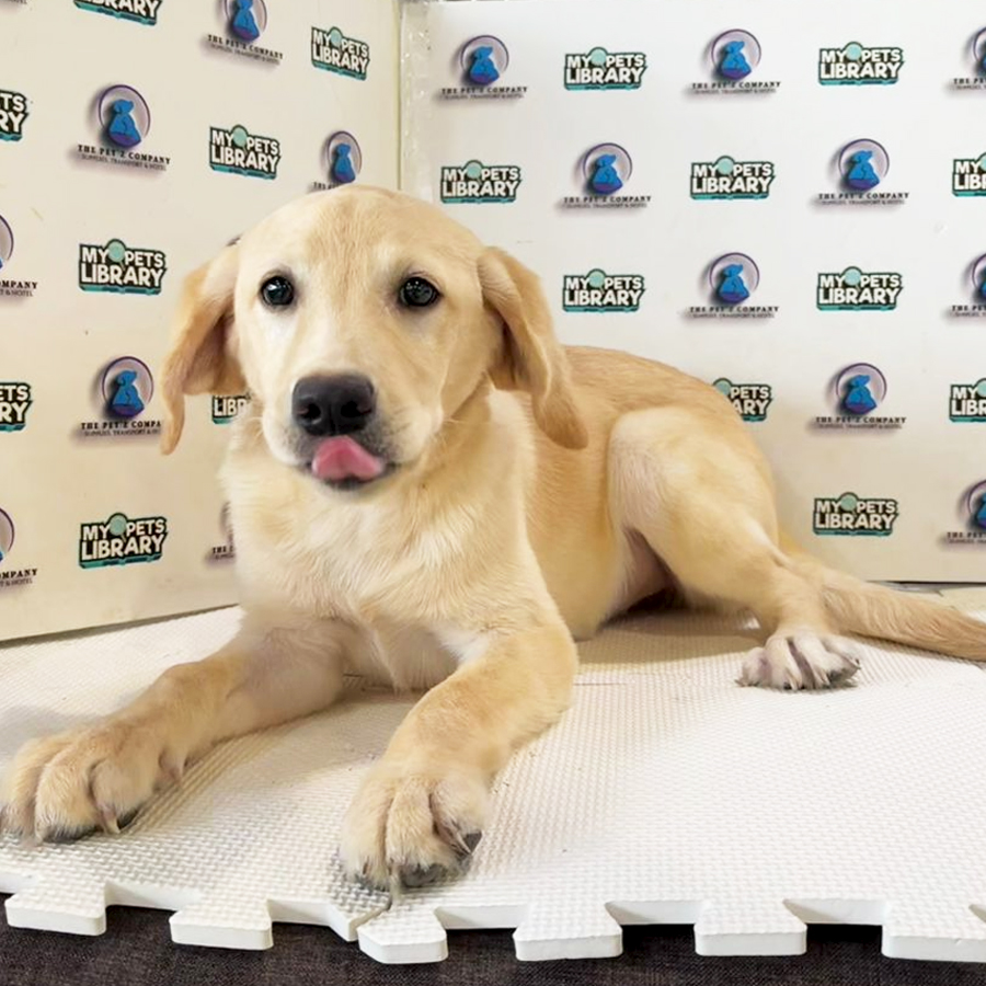 Labrador Puppy (Female) For Sale