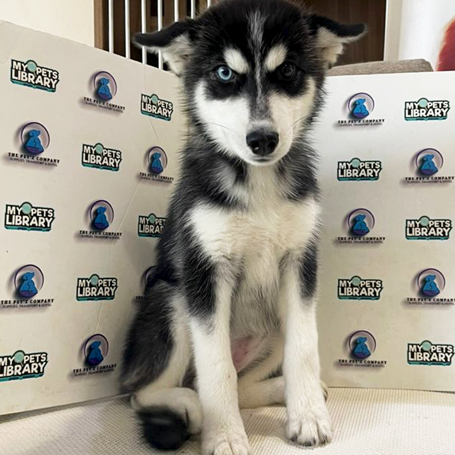 Siberian Husky Puppy (Female) For Sale