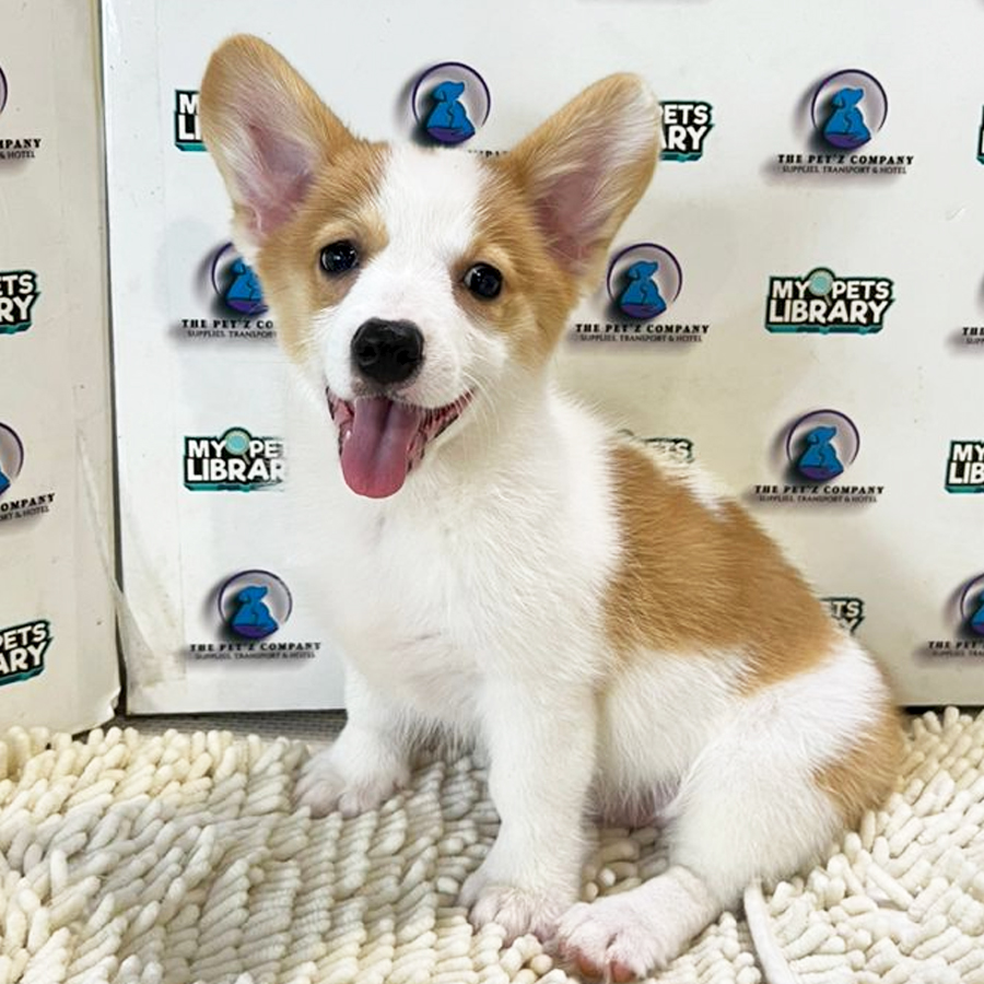 Corgi Puppy (Female) For Sale