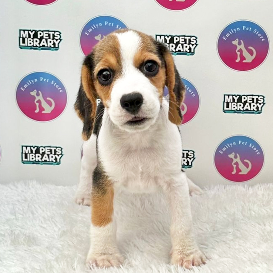 Beagle Puppy (Female) For Sale