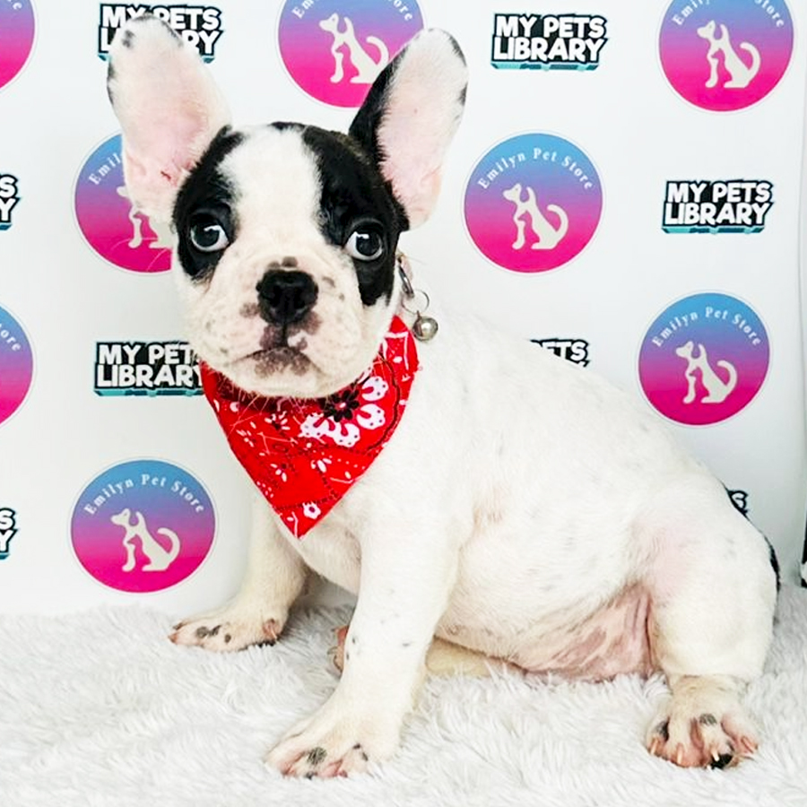 French Bulldog Puppy (Male) For Sale