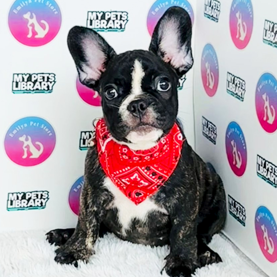 French Bulldog Puppy (Female) For Sale
