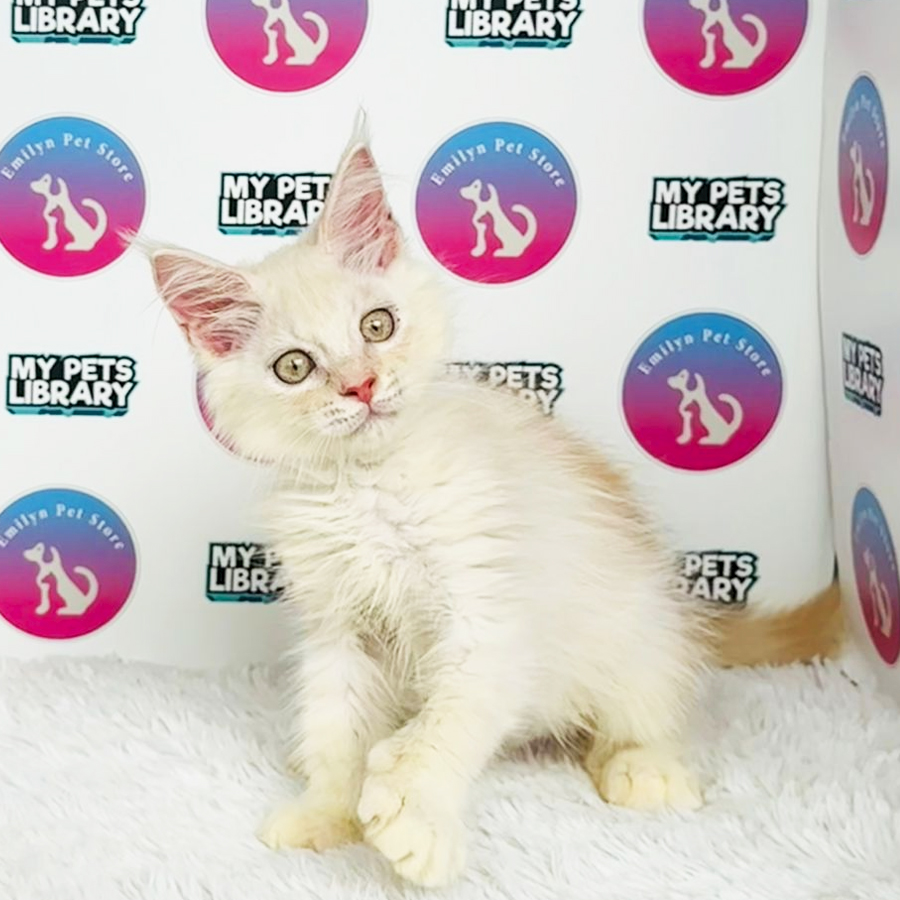 Mainecoon Kitten (Male) For Sale