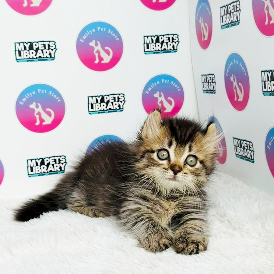 Munchkin Kinkalow Kitten (Female) For Sale