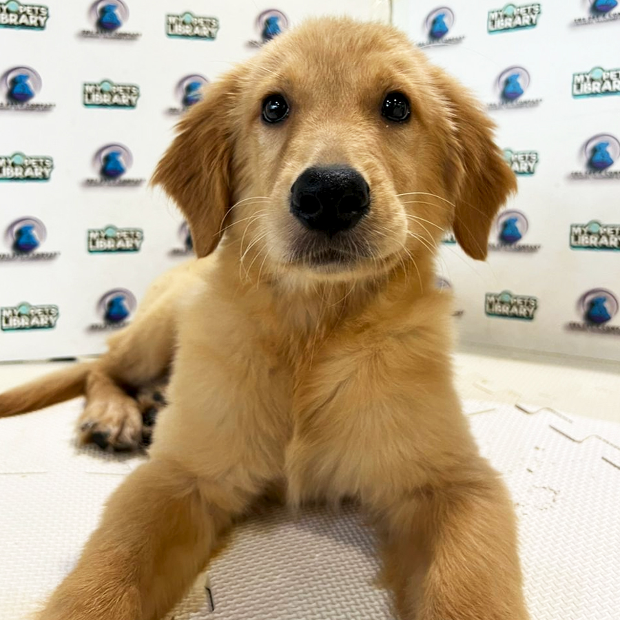 Golden Retriever Puppy (Female) For Sale