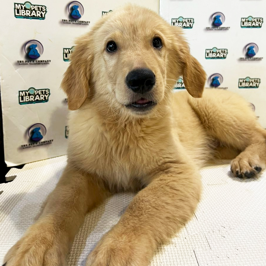 Golden Retriever Puppy (Male) For Sale