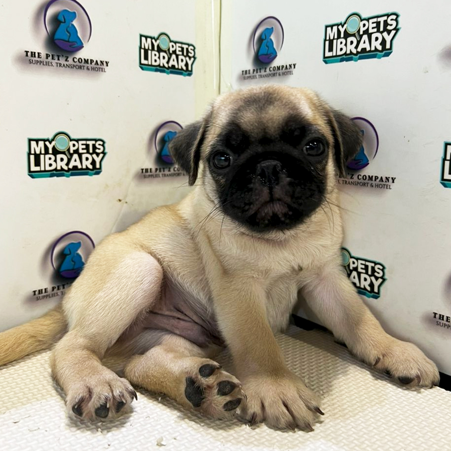 Pug Puppy (Male) For Sale