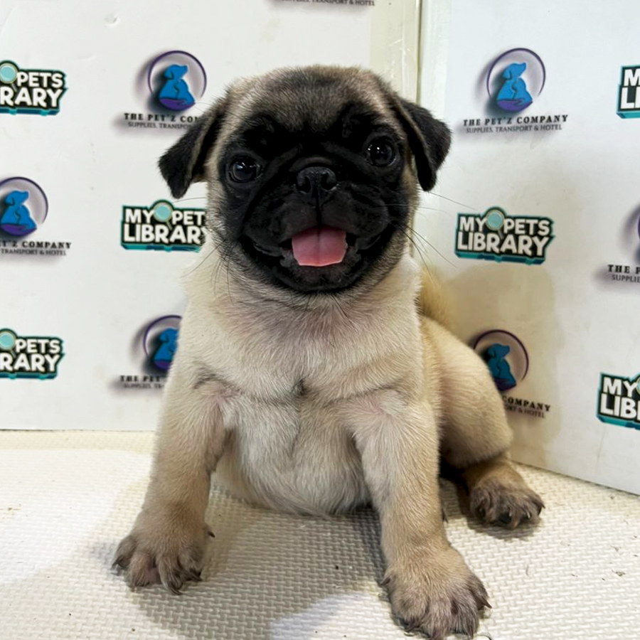 Pug Puppy (Female) For Sale