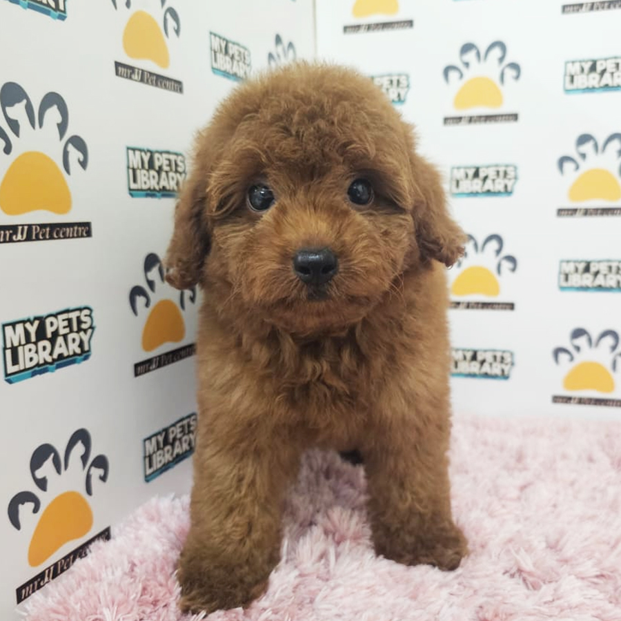 Toy Poodle Puppy (Female) For Sale