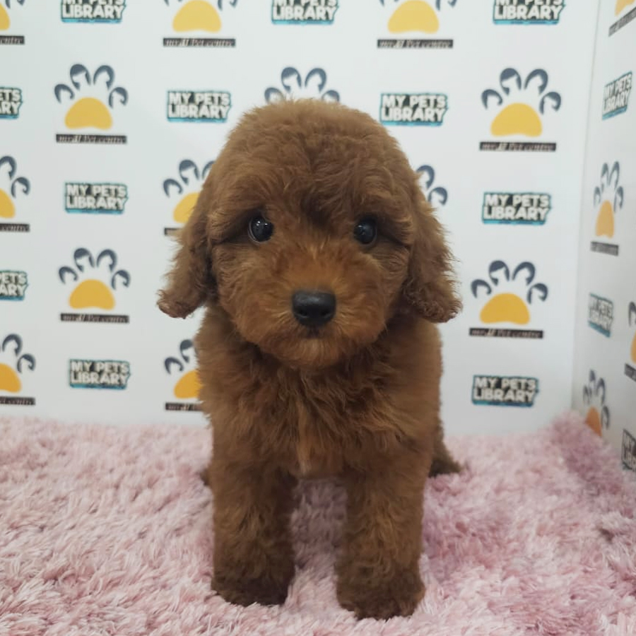 Toy Poodle Puppy (Female) For Sale