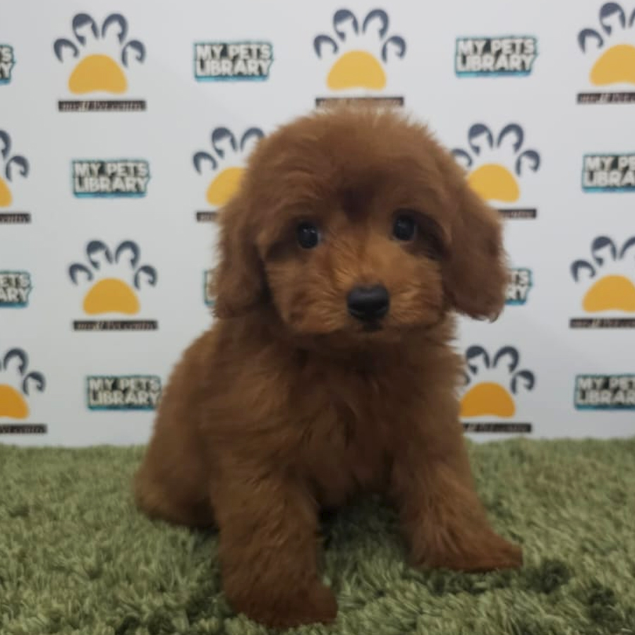Toy Poodle Puppy (Male) For Sale